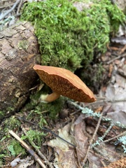 Chalciporus