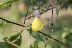 Eurema