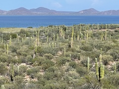 Pachycereus pringlei