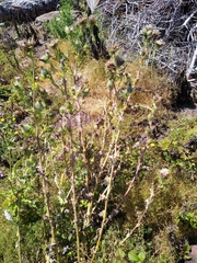 Cirsium brevistylum