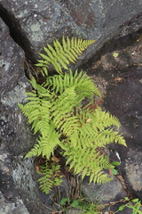Cystopteris fragilis