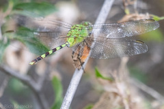 Erythemis vesiculosa
