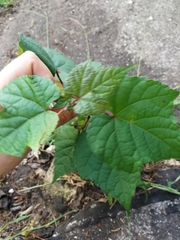 Ampelopsis glandulosa