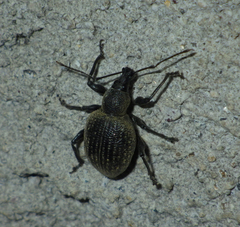 Otiorhynchus