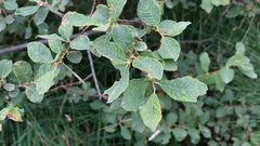 Salix aurita
