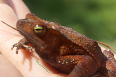 Rhinella alata