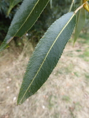 Salix × fragilis