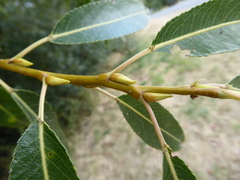 Salix × fragilis