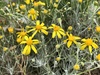 Threadleaf Groundsel - Photo (c) Jason K., some rights reserved (CC BY-NC), uploaded by Jason K.