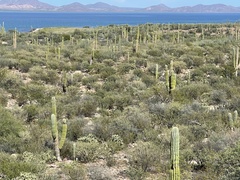 Pachycereus pringlei