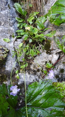 Scabiosa lucida