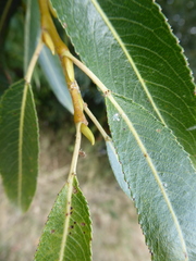 Salix × fragilis
