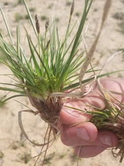 Carex tonsa
