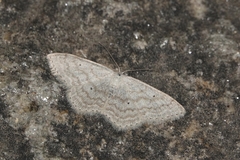 Scopula incanata