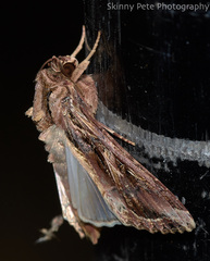 Spodoptera dolichos