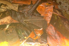 Rhinella alata