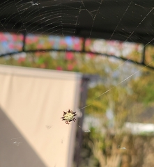Gasteracantha cancriformis