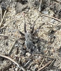 Araneus saevus