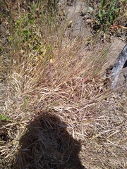 Agrostis hallii