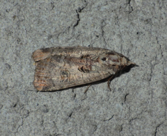 Epilecta linogrisea