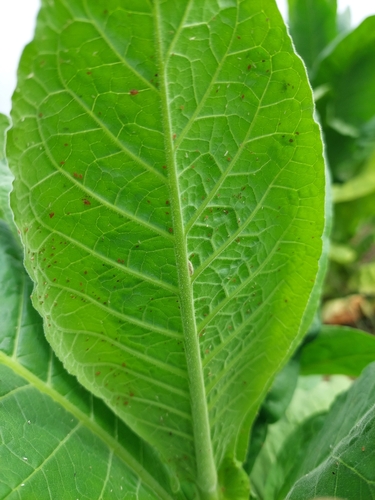 tobacco aphid