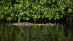 Crocodylus acutus