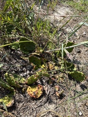 Opuntia cespitosa