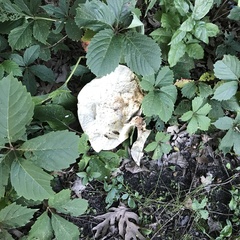 Calvatia