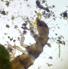 Hydroptilidae