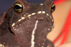 Rhinella alata