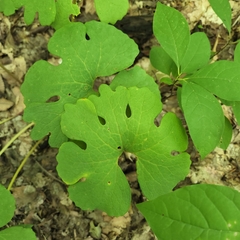 Sanguinaria canadensis