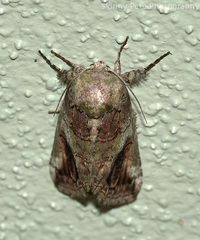 Heterocampa obliqua
