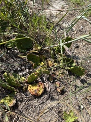 Opuntia cespitosa