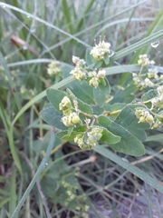 Euphorbia nutans