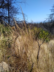 Elymus glaucus glaucus