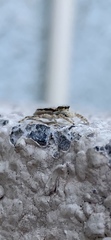 Menemerus bivittatus