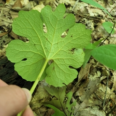 Sanguinaria canadensis
