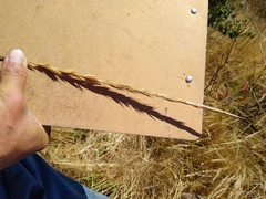 Elymus glaucus glaucus