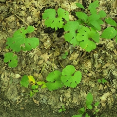 Sanguinaria canadensis