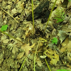 Sanguinaria canadensis