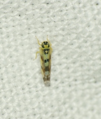 Eupteryx atropunctata