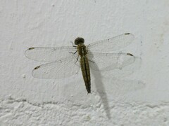 Brachythemis lacustris