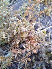Spergularia rubra