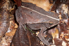 Rhinella alata