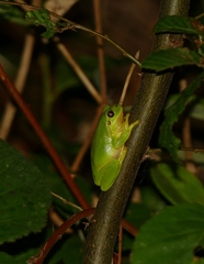 Hyla arborea