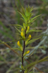 Orthocarpus luteus