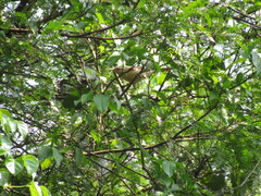 Campylorhynchus turdinus