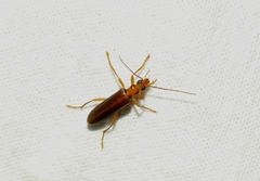 Nacerdes carniolica