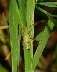 Myrmus miriformis