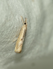 Agriphila geniculea